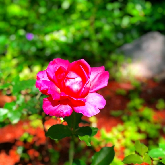 Meet your Posher, Lubov - Picture 1 of 1